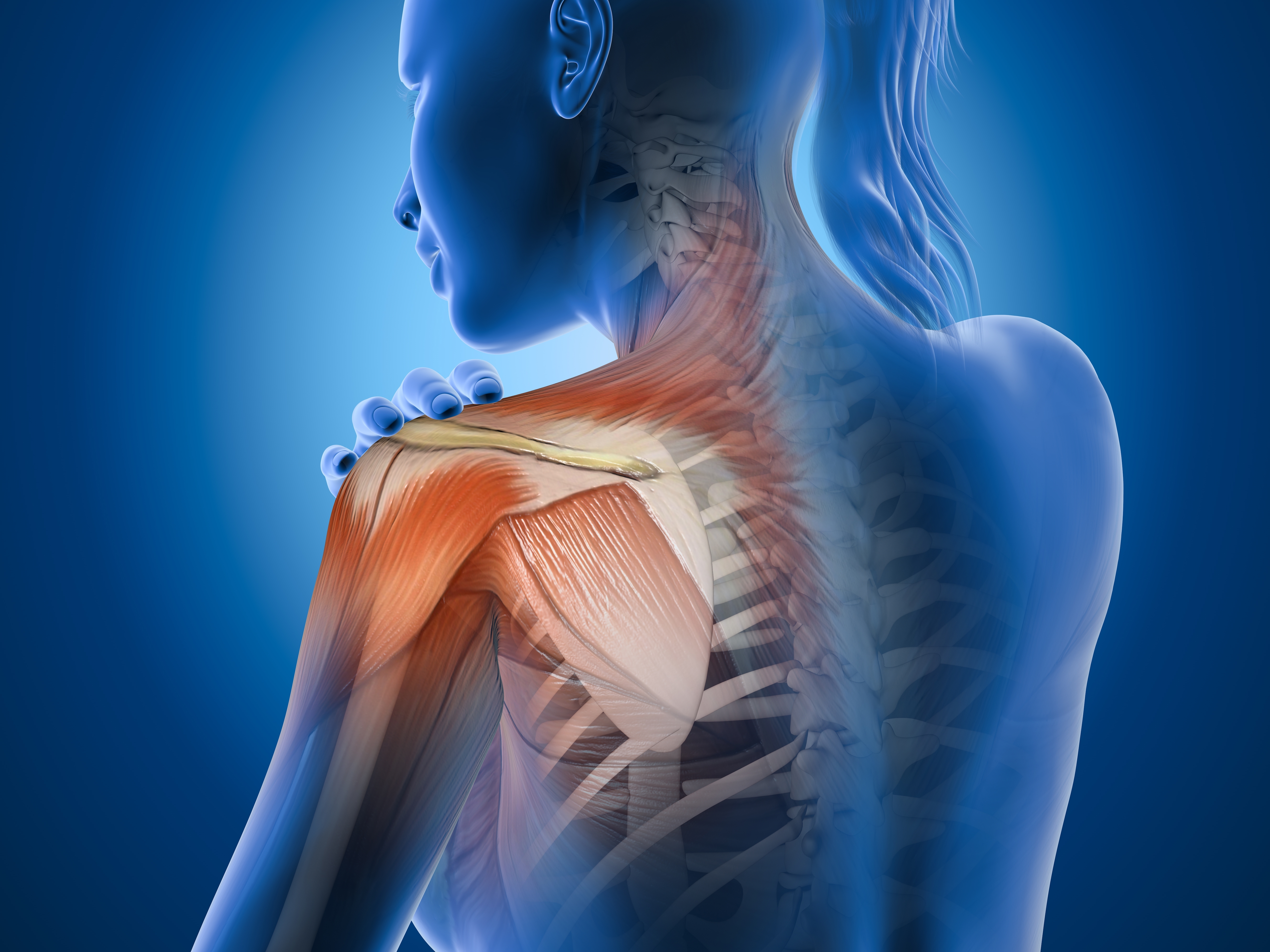 Anatomical illustration of the shoulder joint highlighting muscles and connective tissues commonly affected by adhesive capsulitis, also known as frozen shoulder. Anatomical illustration of the shoulder joint highlighting muscles and connective tissues commonly affected by adhesive capsulitis, also known as frozen shoulder.